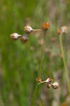 Ozark sedge